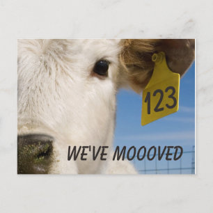 Wir haben die Kuh-Markierung verschoben Postkarte