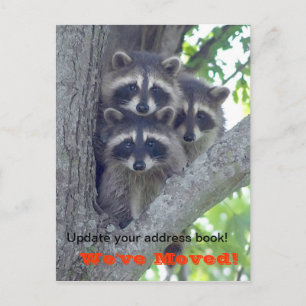 Wir haben die Postkarte verschoben (Raccoons in Ba