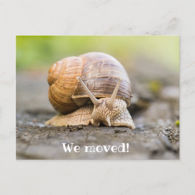 Wir haben Postkarte mit Schnecke umgezogen (Vorderseite)