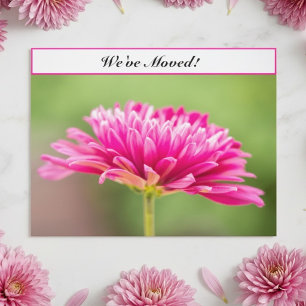 Wir haben Umgezogen Pinke Chrysantheme Florale Neu Ankündigungspostkarte
