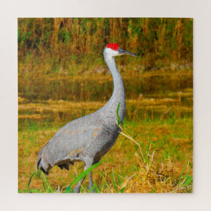 Wir Liebe Sandhill Cranes in Florida