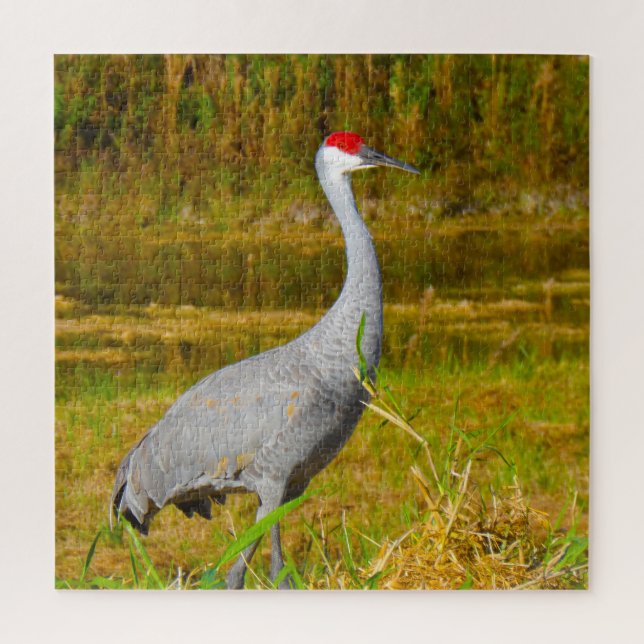 Wir Liebe Sandhill Cranes in Florida (Vertikal)