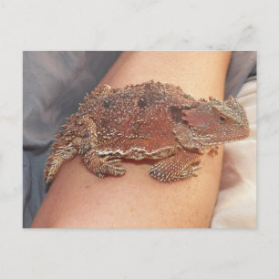 Wir nannten die Horned Toad: Ho'Dee Towd... Kathy( Postkarte