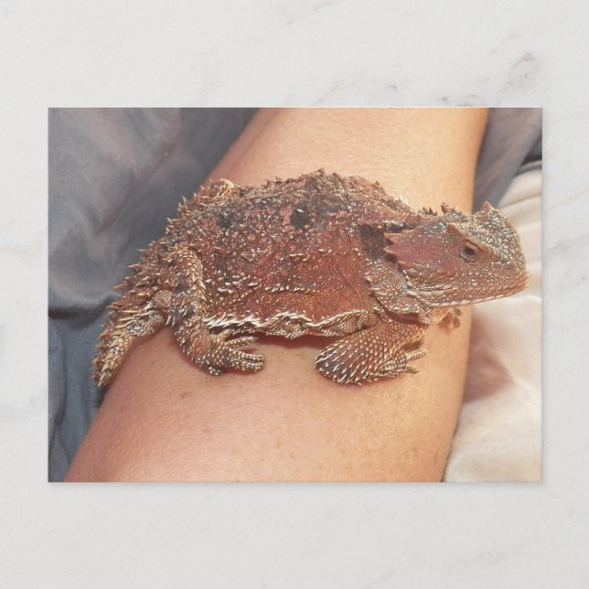 Wir nannten die Horned Toad: Ho'Dee Towd... Kathy( Postkarte (Vorderseite)