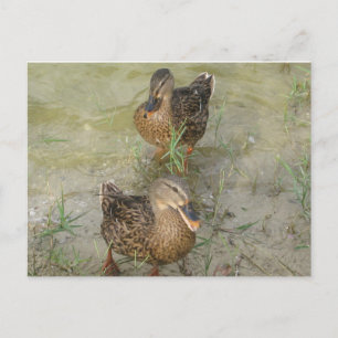 Wir schicken Ihnen eine freundschaftliche Quackkar Postkarte