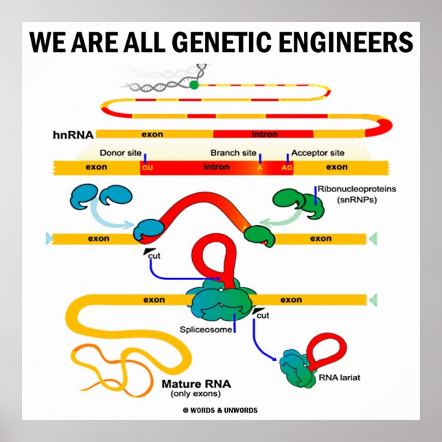 Wir sind alle Gentechniker (Gene Splicing) Poster (Vorne)