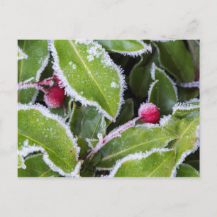 Wir, Wa, Bainbridge Island. Frühmorgenfrost Postkarte