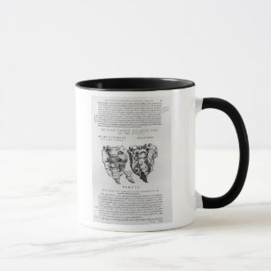 Wirbel, Cocyx (b/w Druck) Tasse