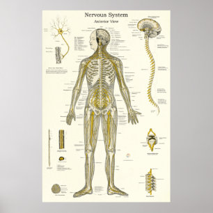 Wirbelsanatomie Chiropraktik Poster