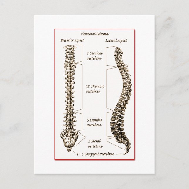 Wirbelsäule Sepia2 Postkarte (Vorderseite)