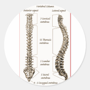 Wirbelsäule Sepia2 Runder Aufkleber