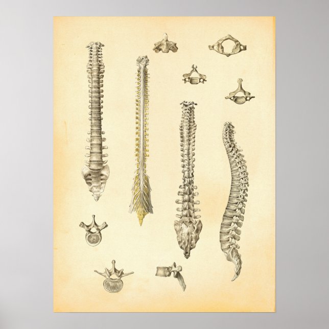 Wirbelsäule und Wirbelsäulenanatomie Poster Chirop (Vorne)