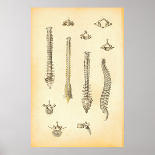 Wirbelsäule und Wirbelsäulenanatomie Poster Chirop