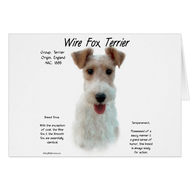 Wire Fox Terrier Geschichte; über Draht-Fuchs-Terr (Vorderseite (Horizontal))