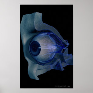 wireframe 3d der Augenmuskeln in einem Sockel Poster