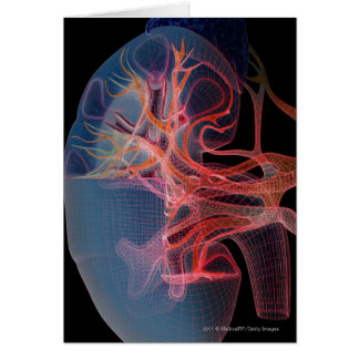 Wireframe de l'intérieur d'un rein