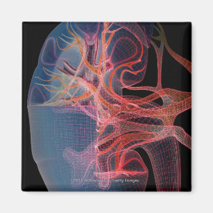 Wireframe des Inneres einer Niere Magnet