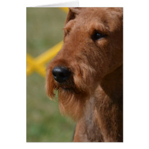 Wirklich Niedliche Airedale Terrier