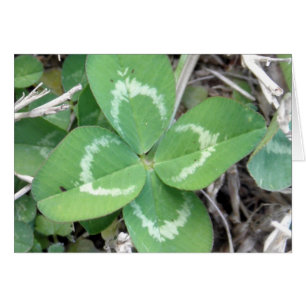 Wirkliches 4 Blatt-Klee-lebhaftFoto