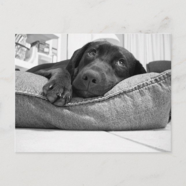 Wirst du spielen? postkarte (Vorderseite)