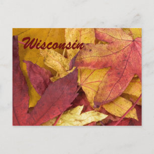Wisconsin Autumn Leaves Postcard Postkarte