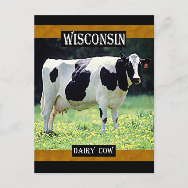 Wisconsin Dairy Cow Postkarte (Vorderseite)