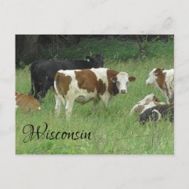 Wisconsin Postcard mit Foto von Kuh in Weide Postkarte