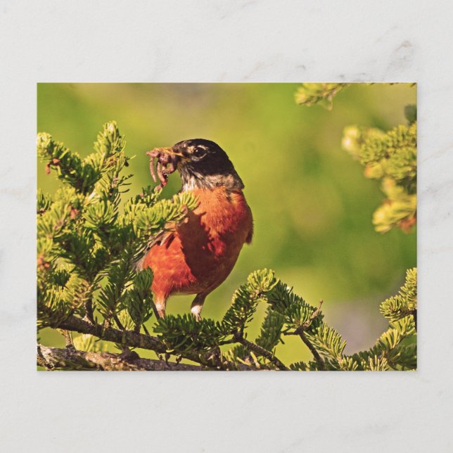 Wisconsin Robin Postkarte (Vorderseite)