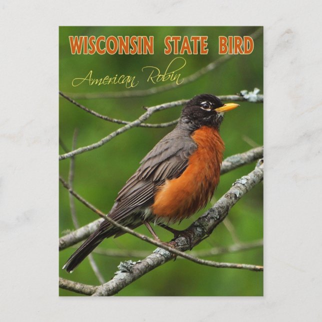 Wisconsin Staat Bird - American Robin Postkarte (Vorderseite)