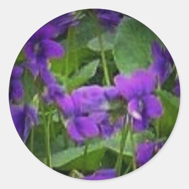 Wisconsin Staat Blume: Holzviolett-Aufkleber Runder Aufkleber (Vorderseite)