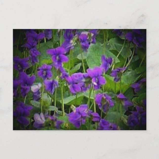Wisconsin Staat Blume: Holzviolett Postkarte (Vorderseite)