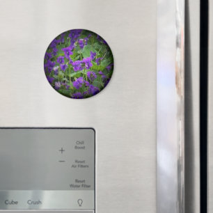 Wisconsin Staat Blume: Holzviolett-Spotlight Magnet