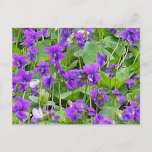Wisconsin Wood Violets Postcard Postkarte
