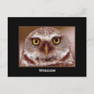 WISDOM OWL POSTKARTE