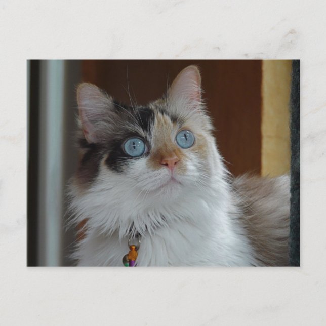 Wisdom recherche carte postale (Devant)