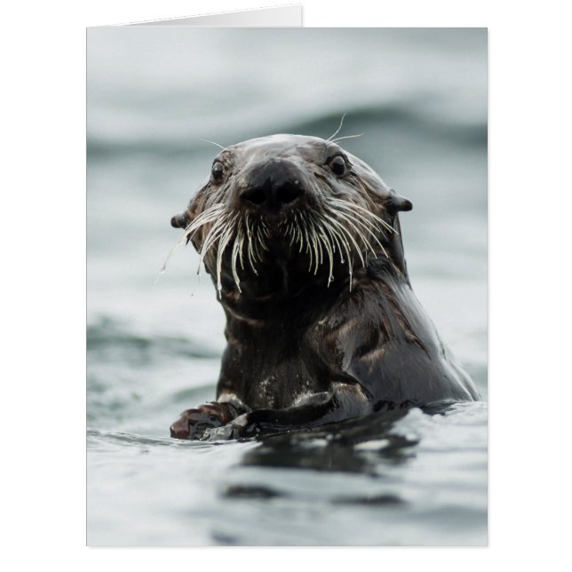 Wise Otter (Vorderseite)