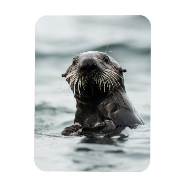 Wise Otter Magnet (Vertikal)