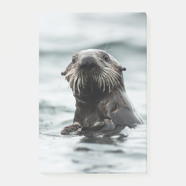 Wise Otter Post-it Klebezettel (Vorderseite)
