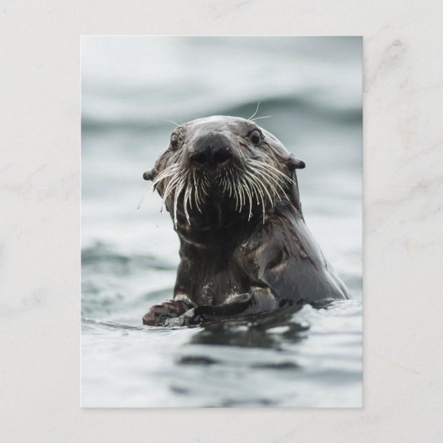 Wise Otter Postkarte (Vorderseite)