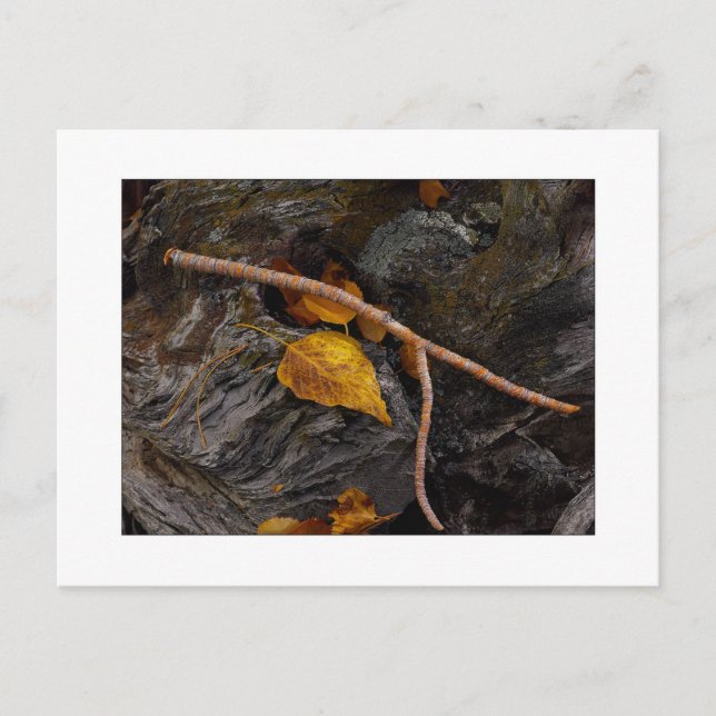 "Wishbone" Postkarte (Vorderseite)