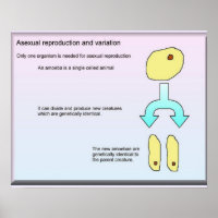 Wissenschaft, Biowissenschaft, asexuelle Fortpflan