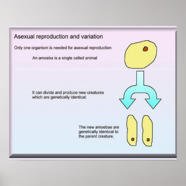 Wissenschaft, Biowissenschaft, asexuelle Fortpflan Poster (Vorne)
