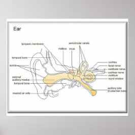 Wissenschaft, Biowissenschaft, Ohrdiagramm Poster