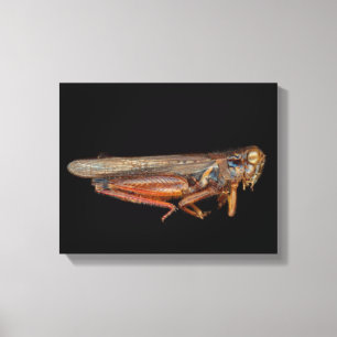 Wissenschaft - Entomologie - Das Spektrum Leinwanddruck