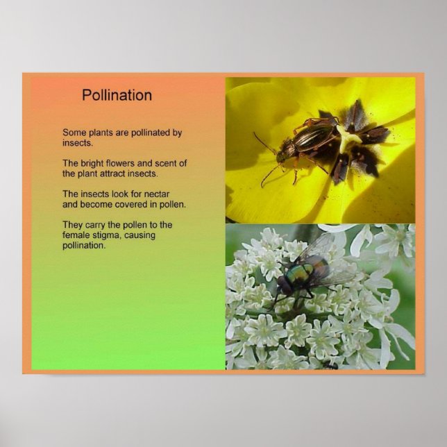 Wissenschaft, Pflanze, Reproduktion, Bestäubung Poster (Vorne)