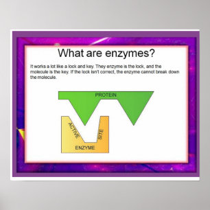 Wissenschaft, was sind Enzyme? Poster