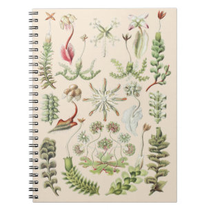 Wissenschaftliche Naturkunst Ernst Haeckel Lebermo Notizblock