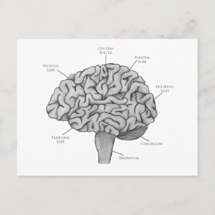 Wissenschaftliches Gehirn Postkarte