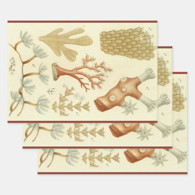 Wissenschaftslehrbuch Biologie, Vintage Korallenti Geschenkpapier Set (Set)