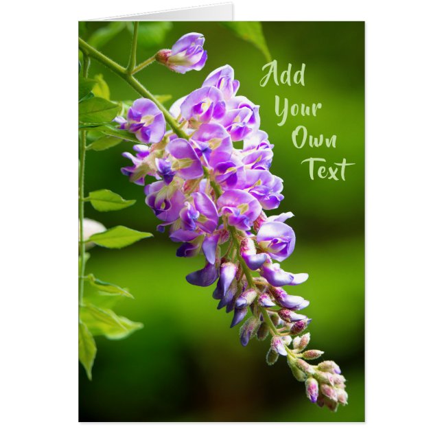 Wisteria (Devant)